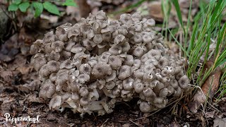 Żagiew wielogłowa Polyporus umbellatus  rzadki i ciekawy grzyb [upl. by Eah]