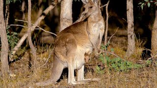 How Marsupials Are Different From Other Mammals 4K [upl. by Earla824]