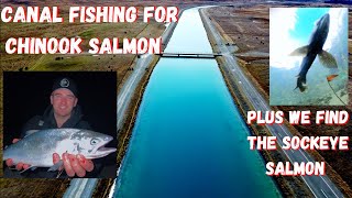 TwizelTekapo Canal fishing for Chinook Salmon plus Sockeye Salmon footage [upl. by Evey153]