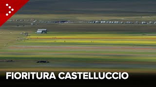 La fioritura a Castelluccio di Norcia lo spettacolo della natura tra valli colorate e api quotnomadiquot [upl. by Gable929]