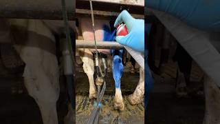 Essential Cow Care 🐄💙 Farm Girl Disinfect Cows Udders with Blue Spray [upl. by Hermosa393]