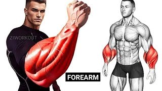 BIG FOREARMS WORKOUT  Grow your Wrist Thicker  How to get Bigger Forearms [upl. by Pliner192]