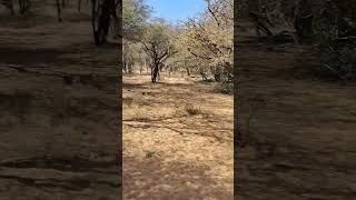 Zwahili Private Game Lodge amp Spa loveofanimals nature gamelodge gamedrive outdoors wildlife [upl. by Sivaj]