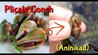 What is Plicate Conch Aninikad [upl. by Keligot727]