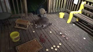 Raccoons came back but got spooked again  Video Two [upl. by Htiekal]