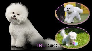 The Ultimate Guide To Caring For A Bichon Frise [upl. by Majka535]