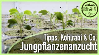 Deine Jungpflänzchen werden zu lang Tipps zur Jungpflanzenanzucht am Beispiel Kohlrabi [upl. by Hesler]