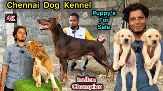 Chennai Dogs Kennel🐕இவன் ஒருத்தன் போதும் வீட்டுக்கு💥Puppy For Sale🥰 DobermanLabradorbeagle 4K [upl. by Alexandros786]