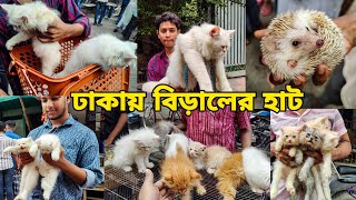 বিড়ালের বিশাল হাটকম দামে বিড়ালPersianMixbreed catExotic cats in bdCat Market BD বিদেশী বিড়াল [upl. by Omrelliug]