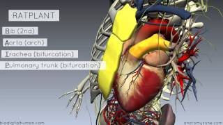 Sternal Angle  Angle of Louis  3D Anatomy Tutorial [upl. by Farrish]