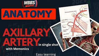 Axillary artery anatomy  Branches and Relations । MBBS Marvel। Mnemonics [upl. by Mazlack]