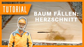 Baum fällen mit dem Herzschnitt I I Tutorial der Bayerischen Staatsforsten [upl. by Conyers]