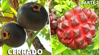 10 Frutas Brasileiras Mais INCRÍVEIS e CURIOSAS Nativas do CERRADO Parte 2 [upl. by Gorrian]