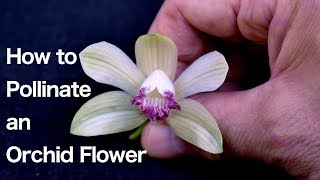 Orchid Flower Structure and How to Pollinate an Orchid Flower [upl. by Aisayt]