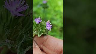 Flowers of Karnataka Elaphantopus scaber [upl. by Den]