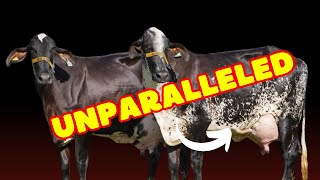 Girolando Cattle The Ideal Breed for Dairy Farmers [upl. by Mandal]