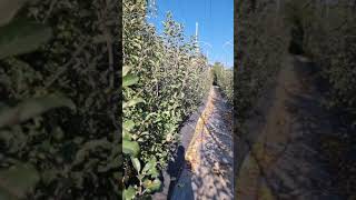 Beware of Fake Import of Apple Rootstock [upl. by Annaujat837]