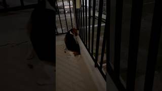 Chipkali ke chakkar mai hai dog lizard beagle COCOBEAGLE [upl. by Yulma]