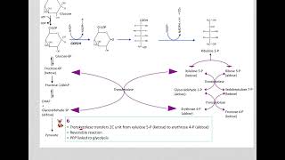 517 Understand not memorize metabolism Postprandial Pentose phosphate pathway [upl. by Hanavas]