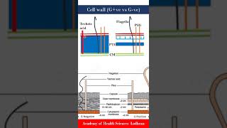 Cell wall Gram positive vs Gram negative bacteria  Microbiology  by Imran Yaseen [upl. by Annat]