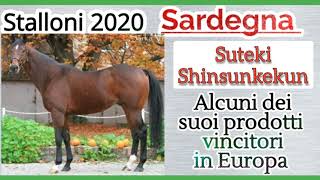 Stalloni 2020 in Sardegna il PSI SUTEKI SHINSUKEKUN da Dazing e Autumn Moon Mr Prospector [upl. by Guibert]