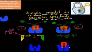 MB11 Role of enzymes HSC biology [upl. by Leatrice]