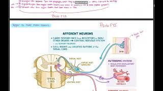 Spinal cord injury autonomic dysreflexia hemorrhagic stroke TBI IICP [upl. by Avraham]