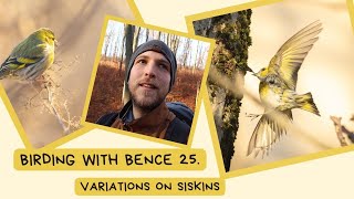 Birding with Bence  Variations on siskins with the help of preshooting mode [upl. by Aynor]