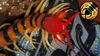 The MOST VENOMOUS Centipede Malaysian Tiger [upl. by Notsud]