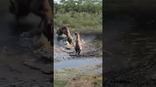 Hyenas hunting antelopes Hyenas hunting antelopes Animal World Animal World Highlights Fantastic [upl. by Cristabel140]