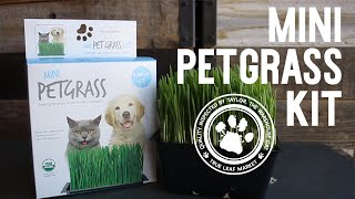 Mini Petgrass KitWheatgrass [upl. by Figge712]