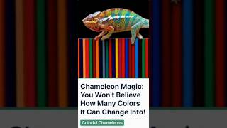 You Wont Believe How Many Colors Chameleons Can Change Into [upl. by Ennael258]