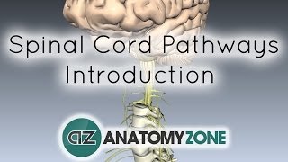 Spinal PathwaysTracts  Part 1  Introduction  Anatomy Tutorial [upl. by Aziram]