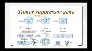 Molecular Basis of cancer Part 2 Tumor Suppressor Genes [upl. by Artened809]