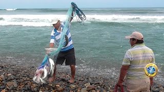 PESCA de Grandes LISAS con ATARRAYA en el MAR ✔ [upl. by Hoshi]