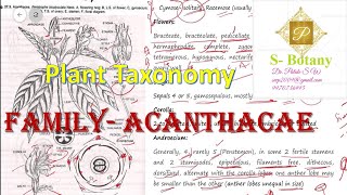 Family Acanthaceae [upl. by Cassiani]