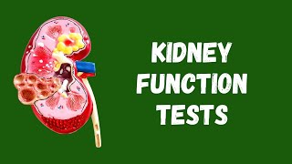 Renal Function Test  Kidney Function Test  Urine Formation  Structure of Nephron [upl. by Carlo]