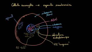 Les organites membranaires dans les cellules eucaryotes [upl. by Avner]