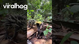 Lowland Streaked Tenrec Makes Rare Stridulation Sounds  ViralHog [upl. by Atirma516]