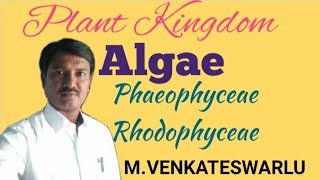 Algae  Phaeophyceae  Rhodophyceae  Biology  NEET [upl. by Dodi]