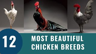 Top 12 Most Beautiful Chicken Breeds 2023 [upl. by Syramad]