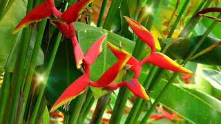 Heliconia Psittacorum Flower Like Parrot Abw 02 [upl. by Dellora]