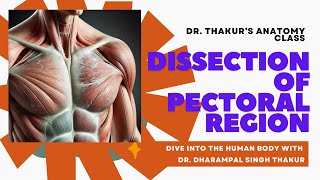 Pectoral Region Dissection [upl. by Ailemaj]