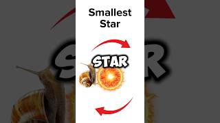 Epic Race Around the Biggest 🌟 vs Smallest ⭐ Star 🐌🐆 [upl. by Ahsele]