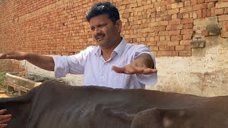 Treatment of Metritis in cow amp buffalo l यूटरस की गंदगी की सफ़ाई l पशुओं में बाँझपन का इलाज l dr uma [upl. by Eniarral]