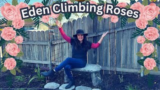 Planting Eden Climbing Rose on Garden Trellis bare root [upl. by Mancino618]