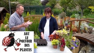 JardinageComment faire une Bouture de coléus Plante annuelle [upl. by Teerprug601]