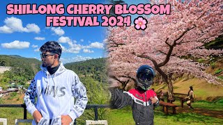 Shillong Cherry Blossom Festival 2024🌸Guwahati to Shillong [upl. by Yuzik797]