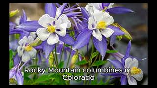 Fact about Colorado [upl. by Dualc352]