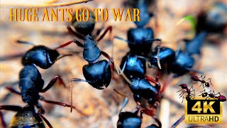 Ants tear each other apart Macro lens 4k 60fps trending [upl. by Fogarty25]